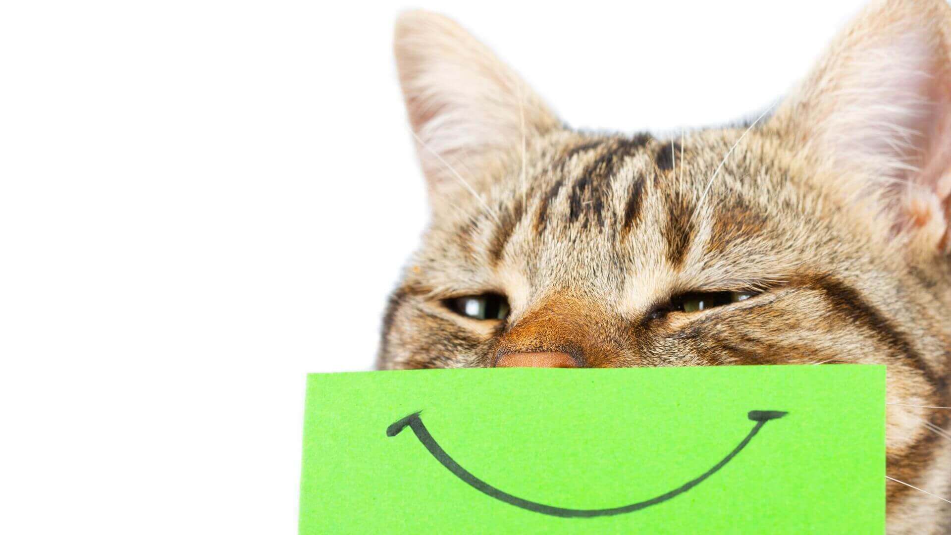 livermorecatsmile.jpg