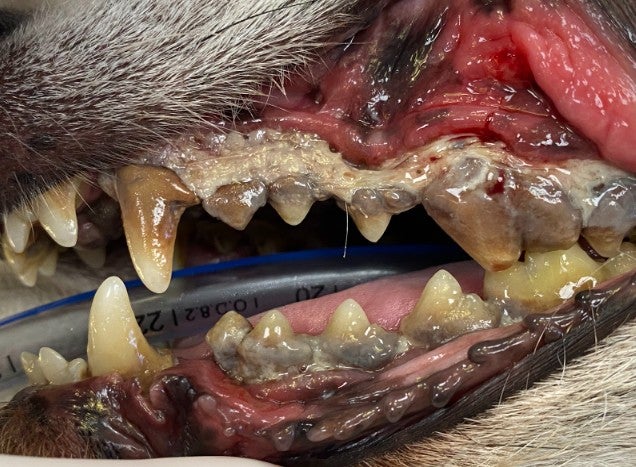 Description of image 2