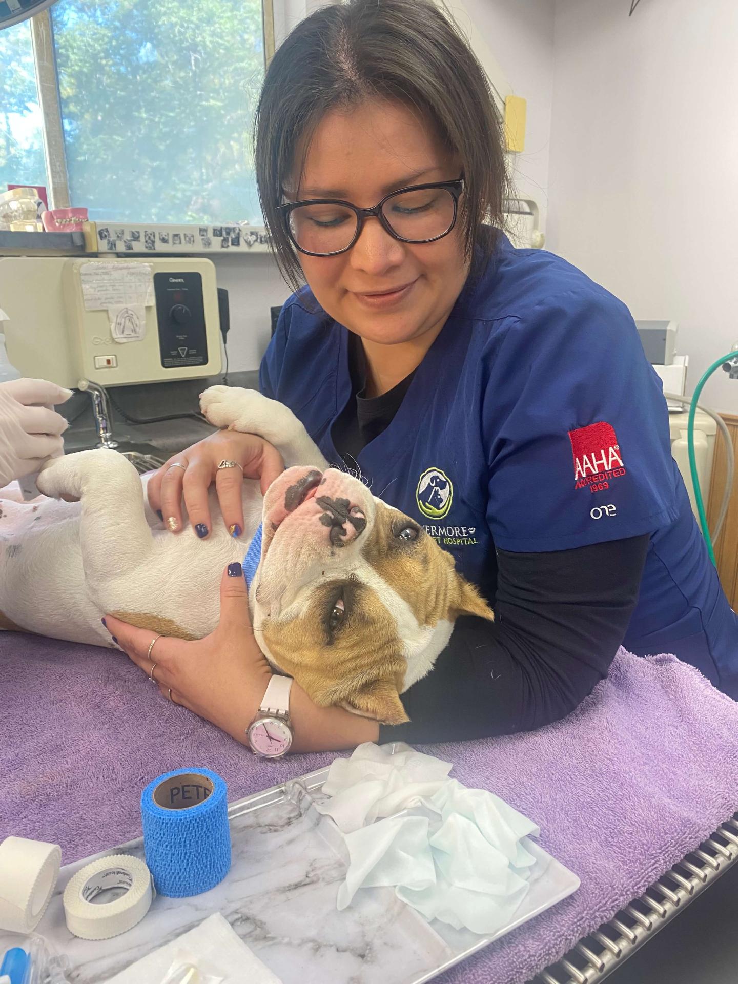High Quality Veterinary Care