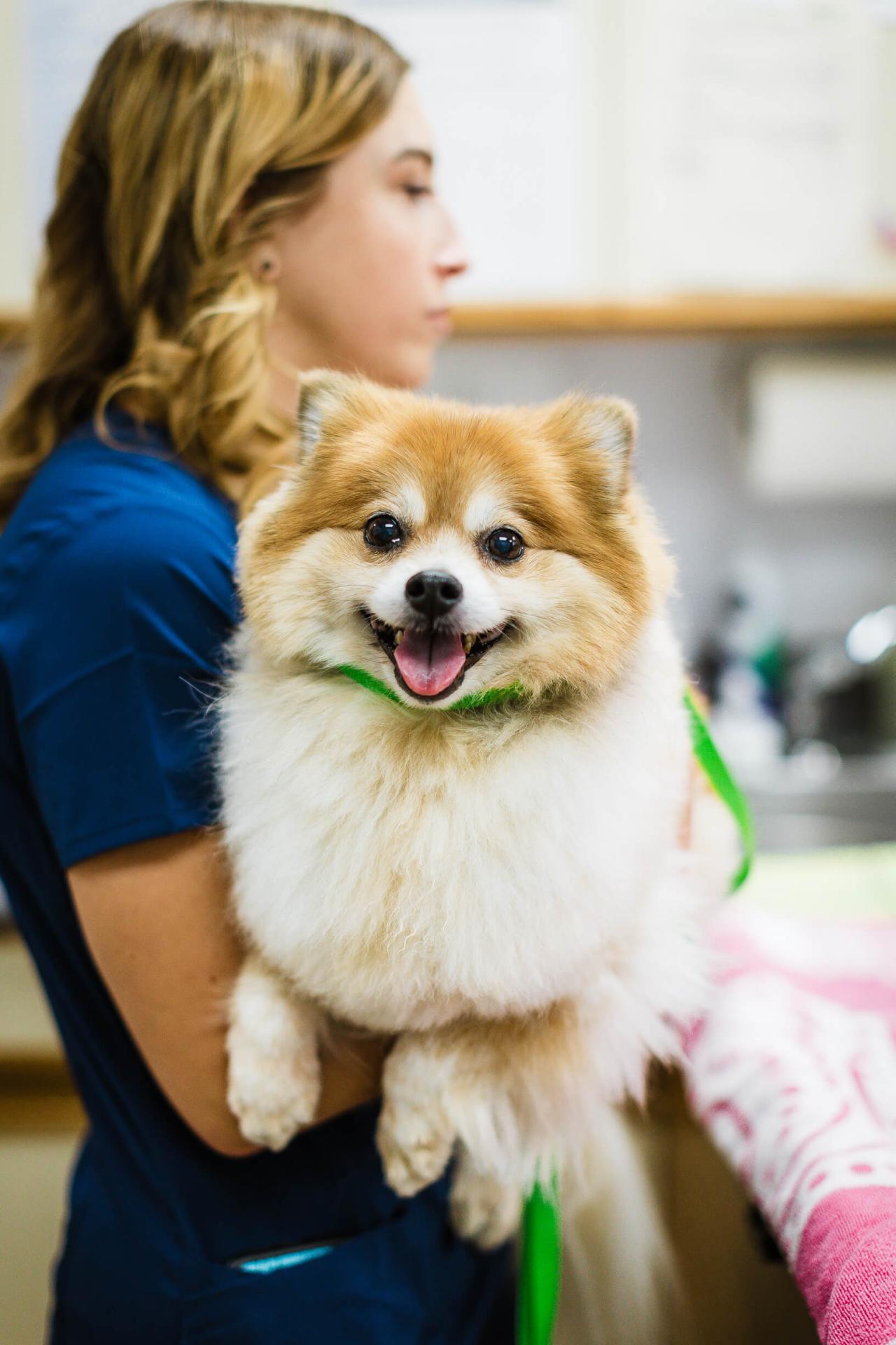 Fear-Free Veterinary Care