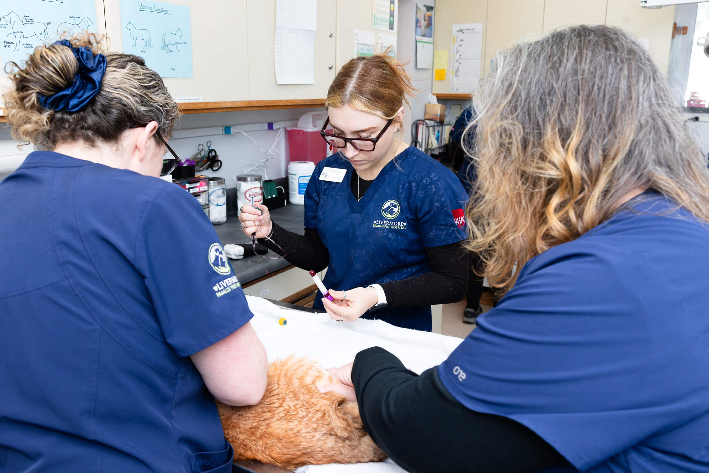 Cat Diagnostic Services in Livermore, CA
