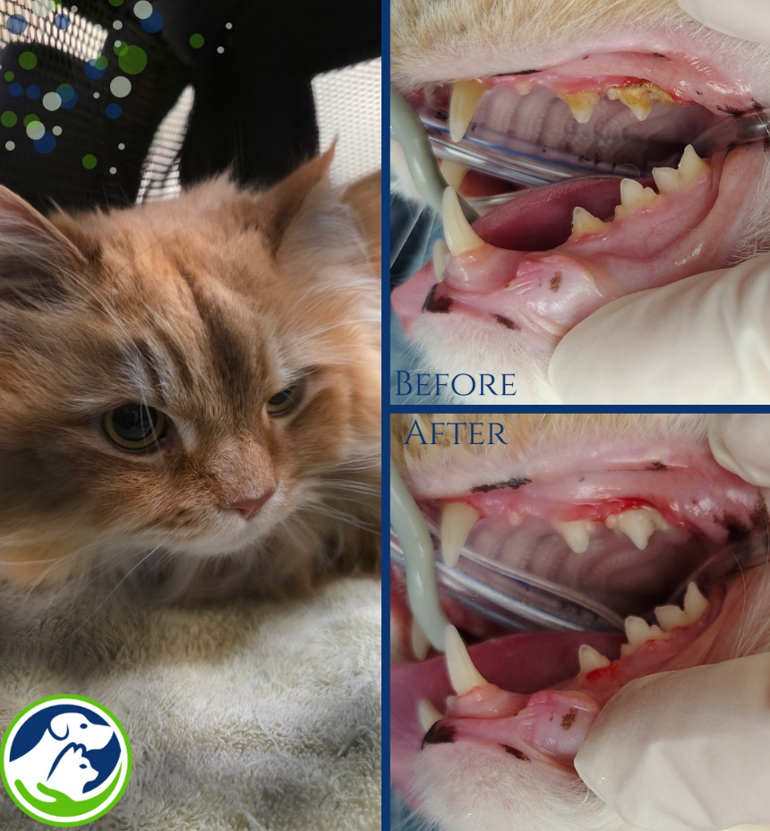 Cat Dental Cleaning