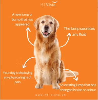 Cancer Detection Tool