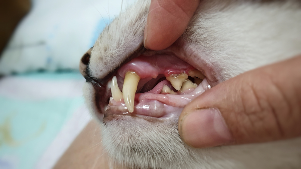 Cat Teeth