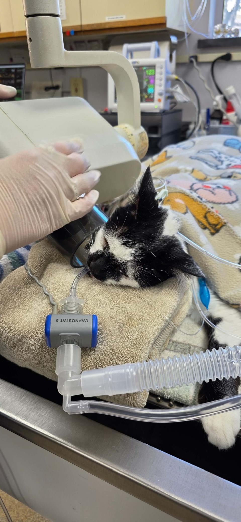 Cat undergoing a comprehensive dental cleaning