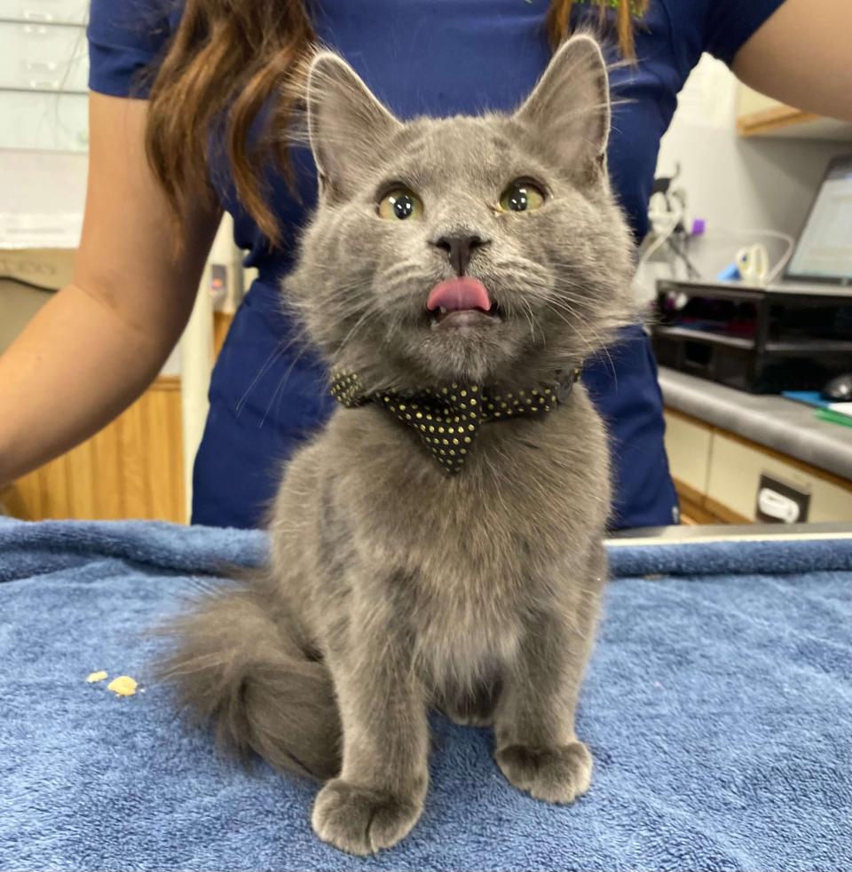 Cat wearing a bow-tie at Livermore Family Pet