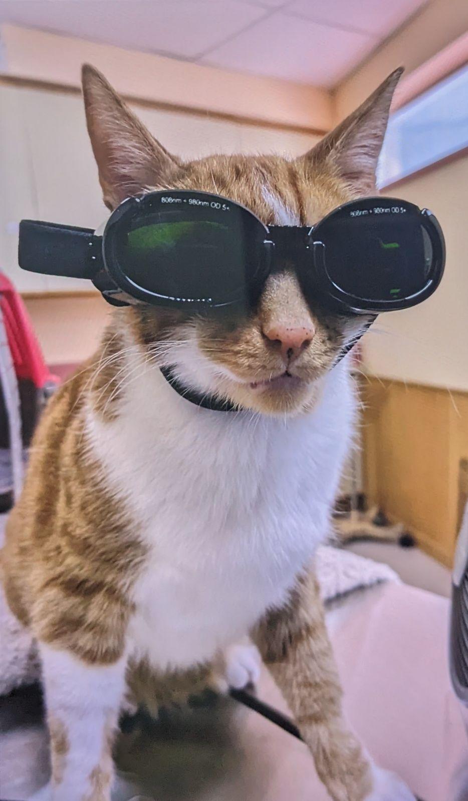 Cat with Laser Therapy Goggles