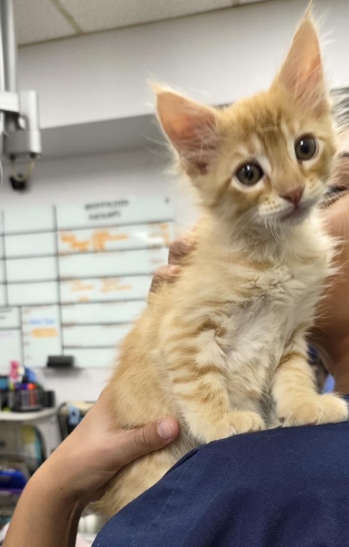tiny kitten