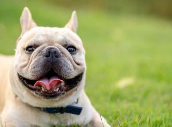 Common French Bulldog Health Issues Every Owner Should Know About