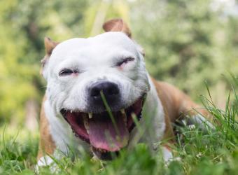 Why Is My Dog Coughing?