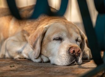 How Do I Know My Pet Is in Pain?