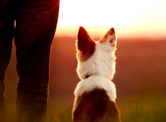 Saying Goodbye: Helping You and Your Pet Through the End of Life